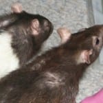 Rodent Pest Controllers