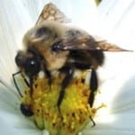 Bee Removal