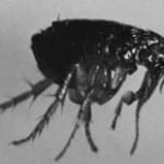 Fleas and ticks removal