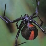 Redback Spider Pest Control